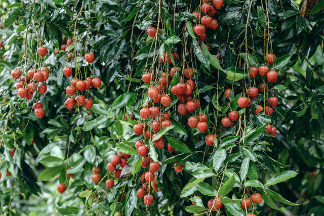 荔枝挂枝头，静待采摘。（卓洪 摄）