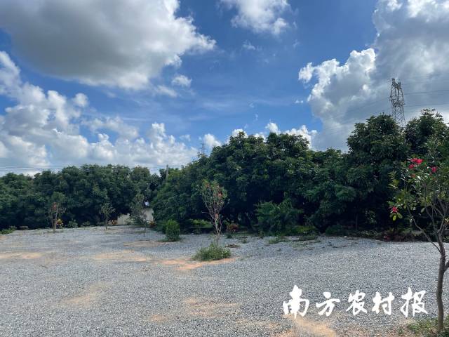 绿标生态养殖基地，从外面看就是一片树林