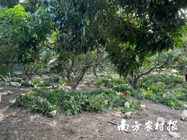 散养的“荔乡凤”乌鸡