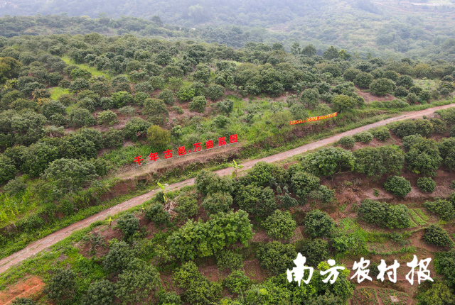 黎少镇万亩荔园