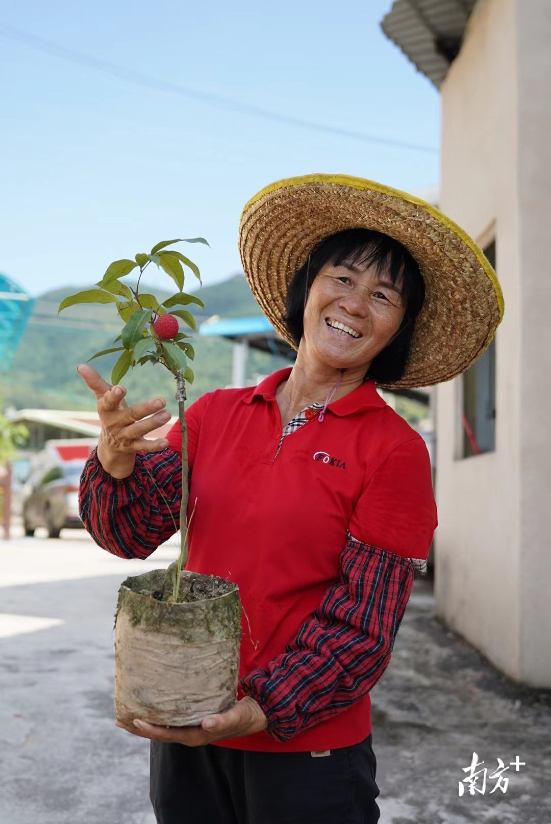 东莞荔农王仕兰兰姐培育的冰荔苗。何绮莹 摄