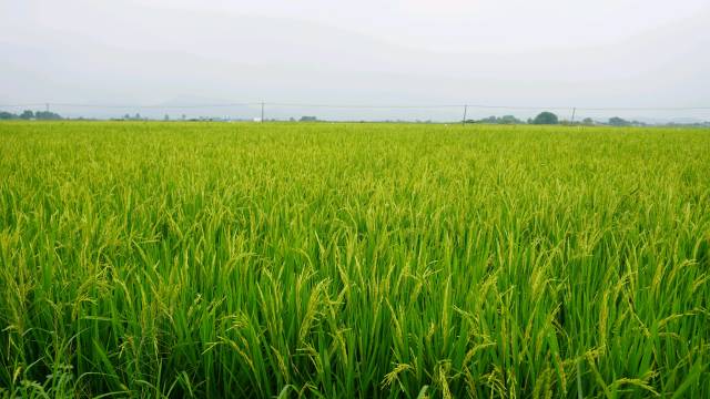 产业园种植基地。