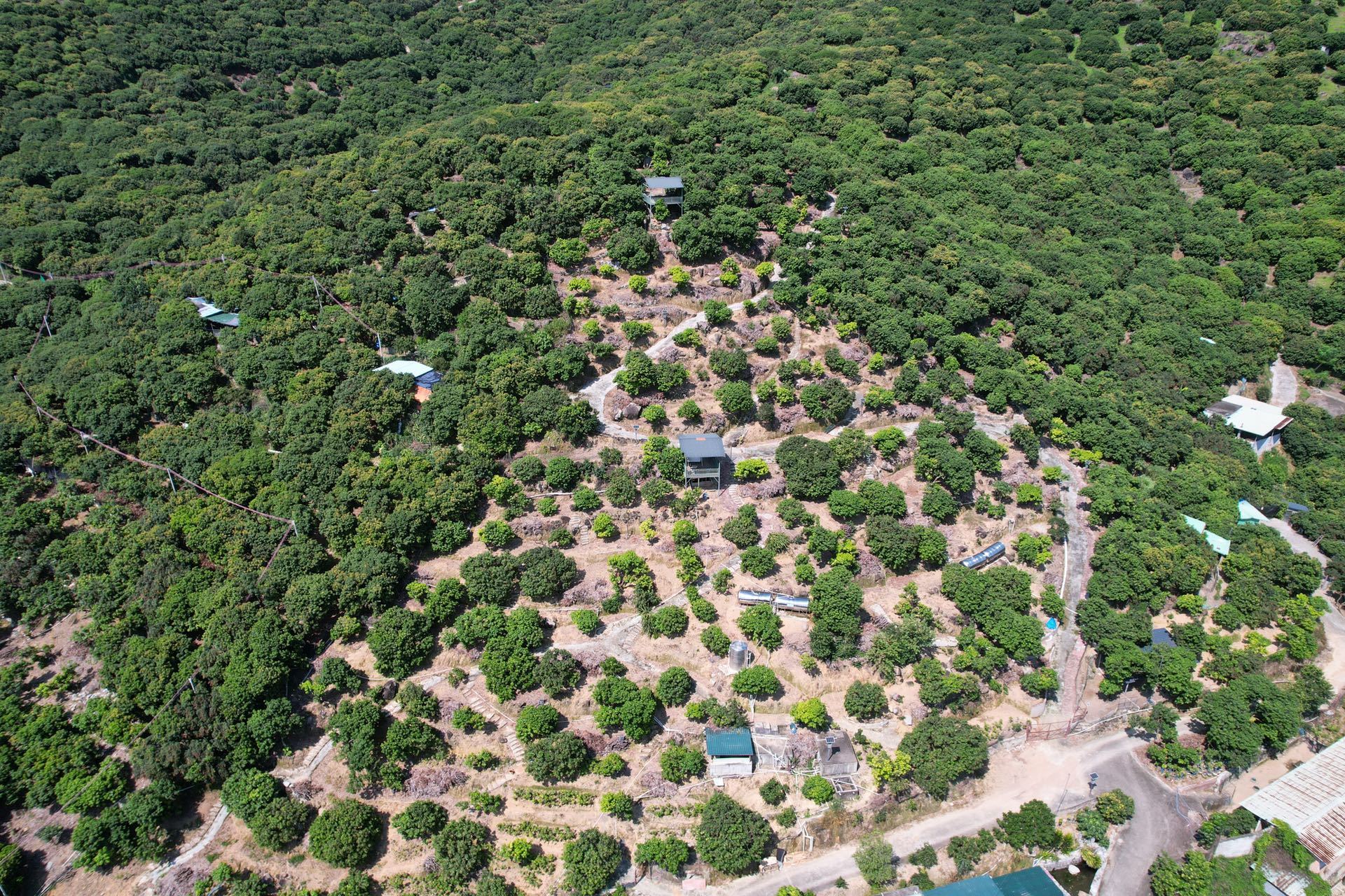 东莞的荔枝园。黄伟兴 摄 东莞的荔枝园。黄伟兴 摄