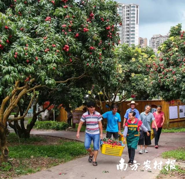 新版《荔枝颂》MV广受好评，拍摄地从化荔博园打卡者接踵而至