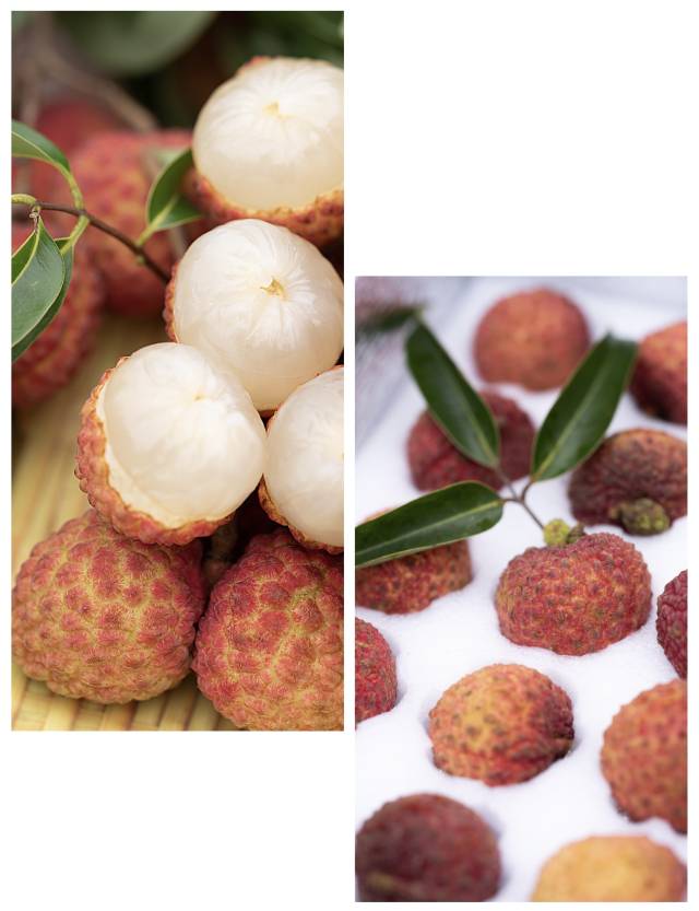 惠来荔枝 摄影：吴秒衡