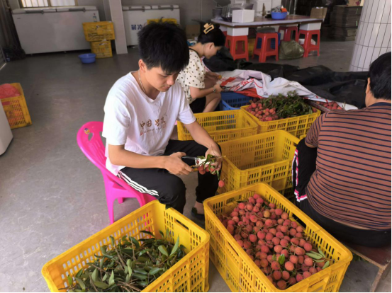 黄乾高和团队一起打包现摘的荔枝。