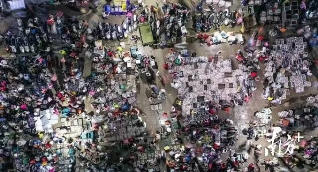 神泉鱼市 来源：中共惠来县委宣传部