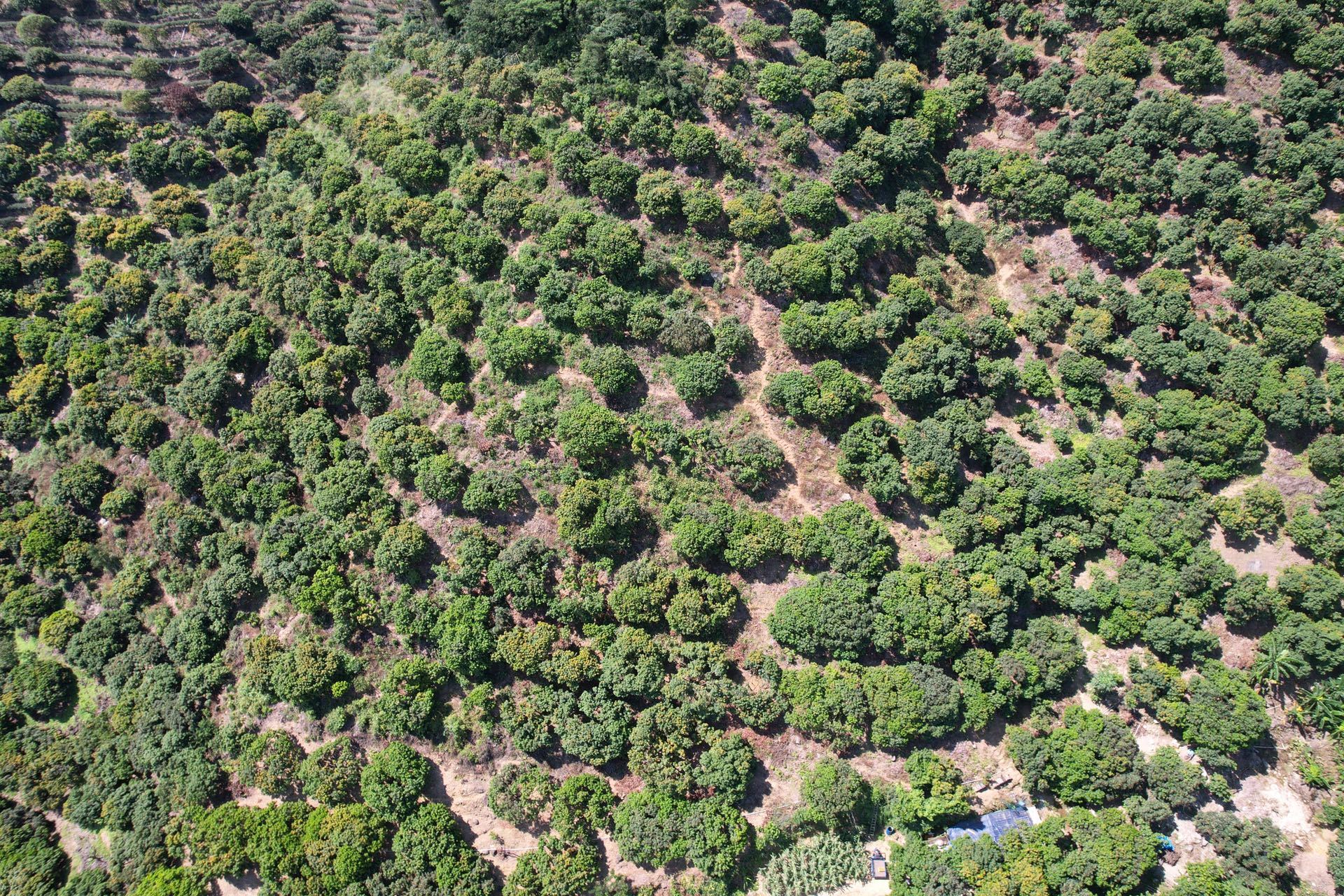 东莞荔枝园。黄伟兴 摄 东莞荔枝园。黄伟兴 摄
