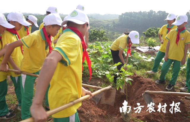 麗芝小學(xué)學(xué)生參與“圣糯”荔枝樹(shù)種植行動(dòng),。