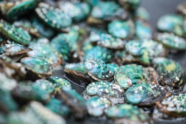 惠来县是广东最大鲍鱼产区 摄影：吴秒衡