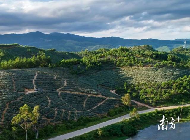 惠来县凤梨省级现代农业产业园 来源：中共惠来县委宣传部