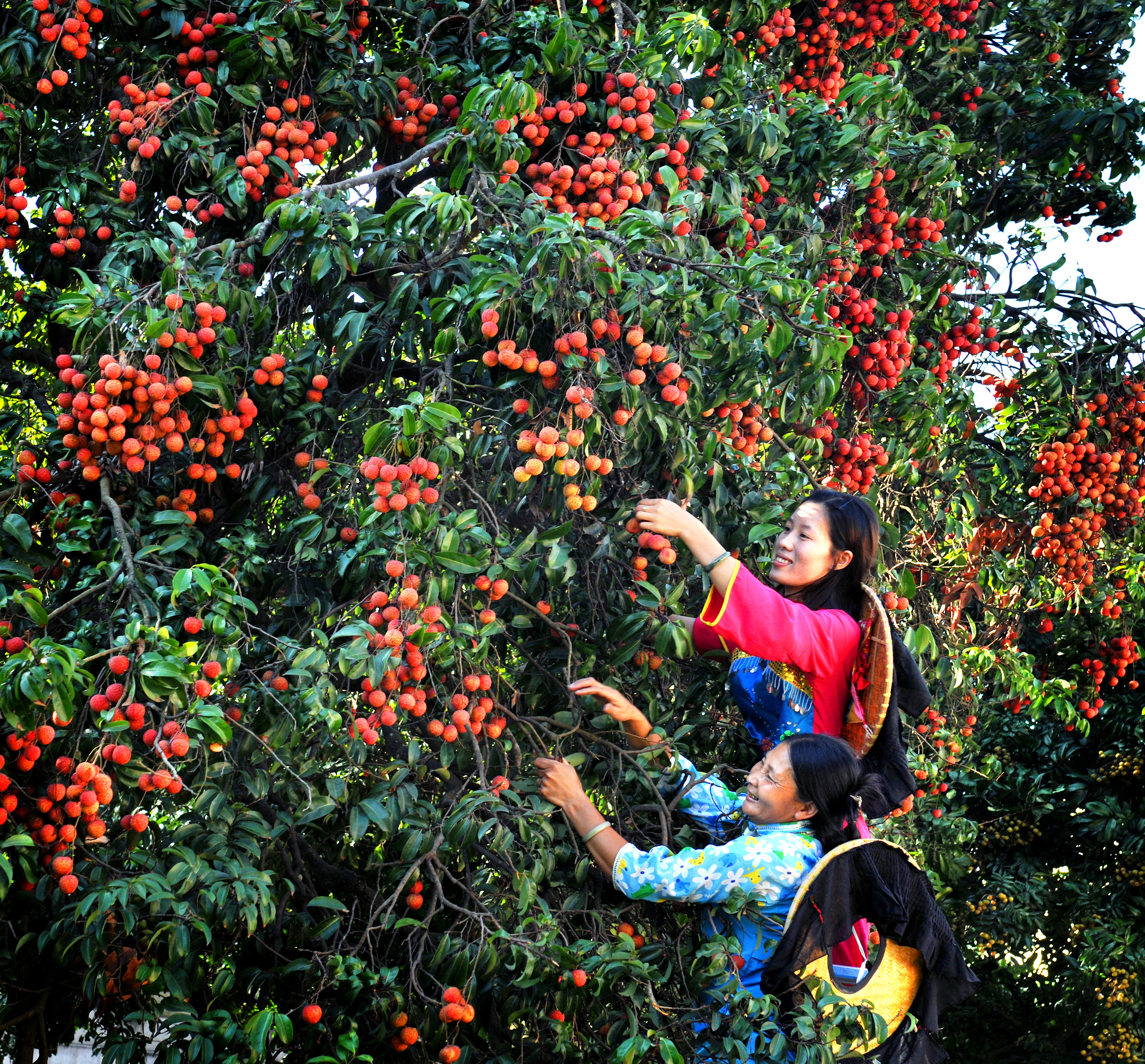 东莞荔枝丰收时刻。市农业农村局供图 东莞荔枝丰收时刻。市农业农村局供图