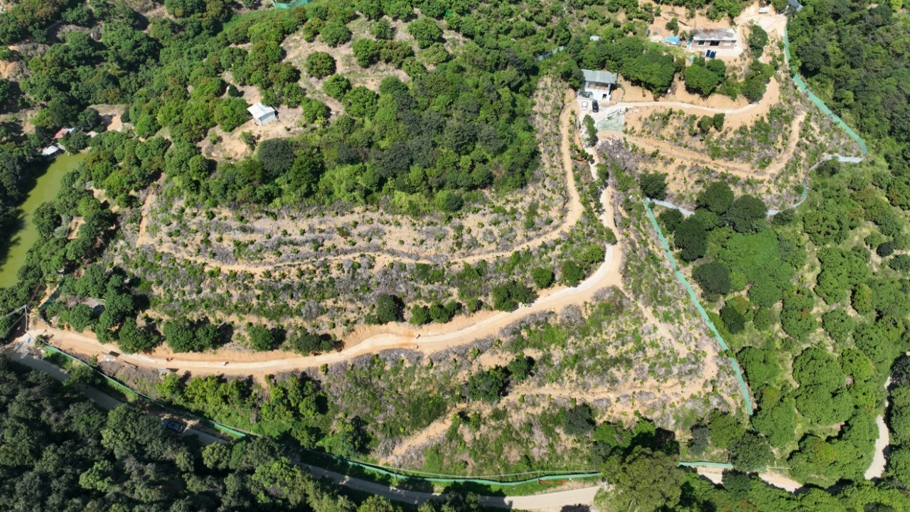 东莞红玫瑰荔枝果园航拍。受访单位供图 东莞红玫瑰荔枝果园航拍。受访单位供图