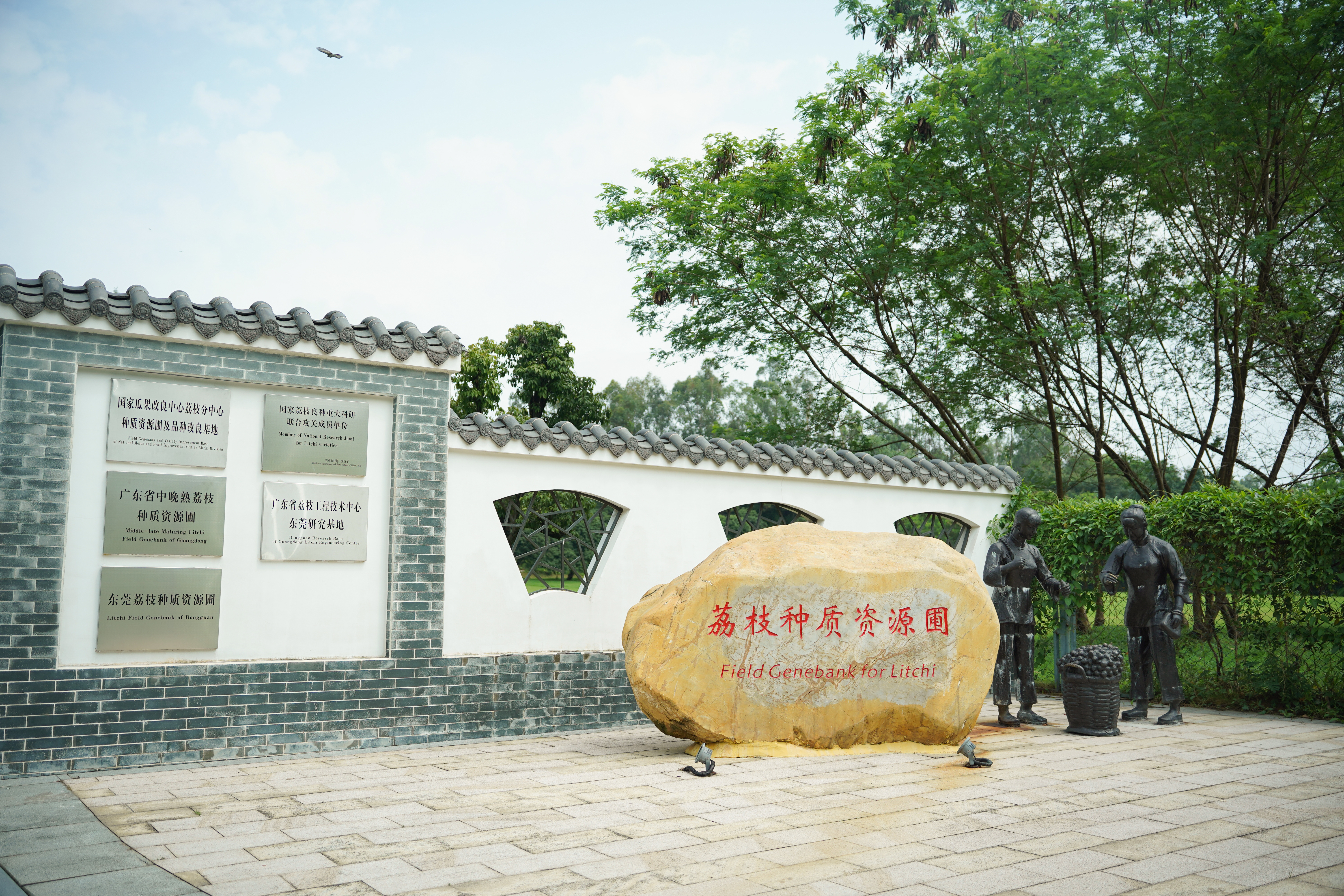 东莞荔枝种质资源圃。何绮莹 摄 东莞荔枝种质资源圃。何绮莹 摄