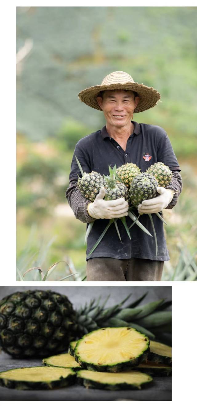 夏至，正是惠来凤梨的丰收时节 摄影：吴秒衡