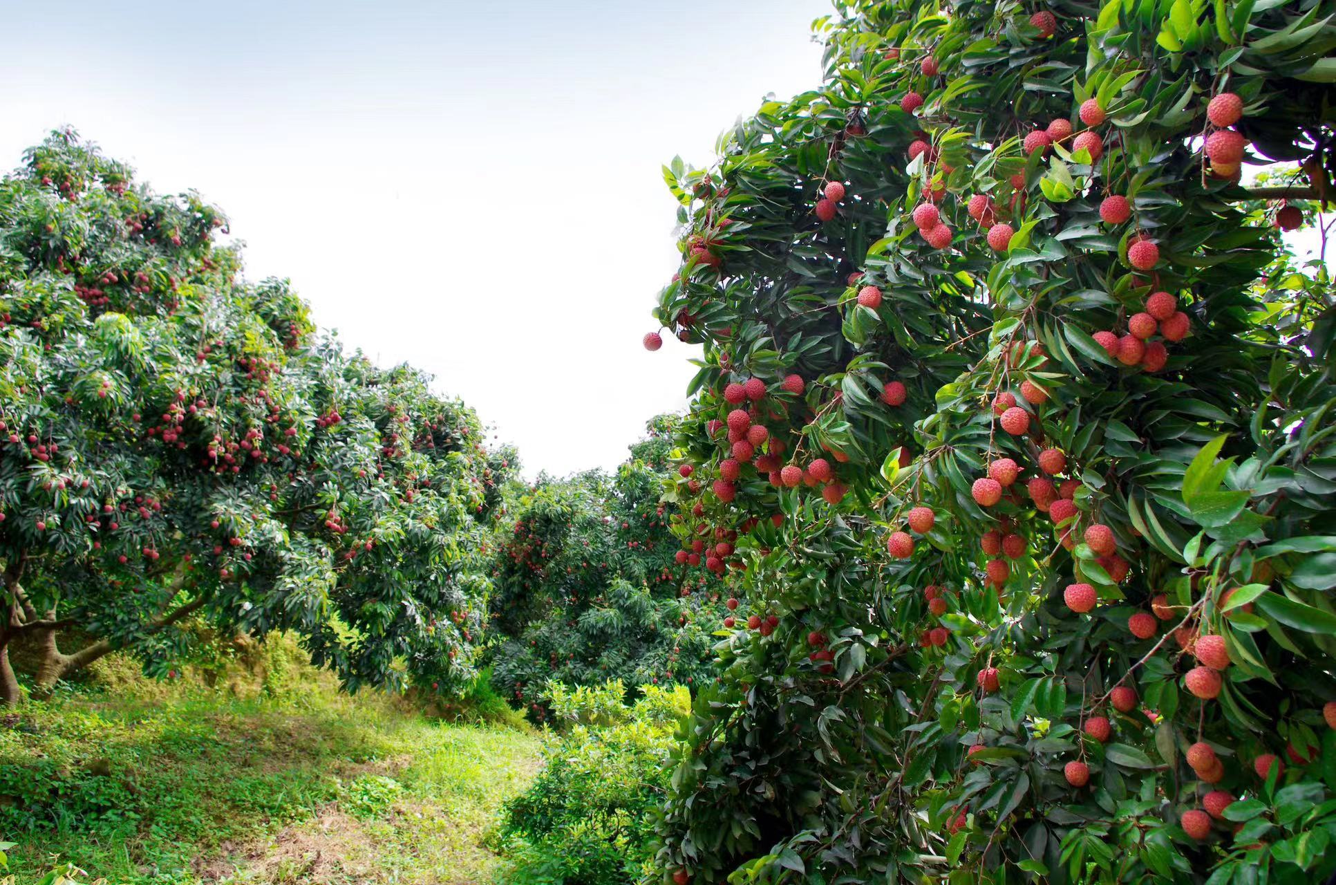 东莞桂味荔枝。市农业农村局供图 东莞桂味荔枝。市农业农村局供图