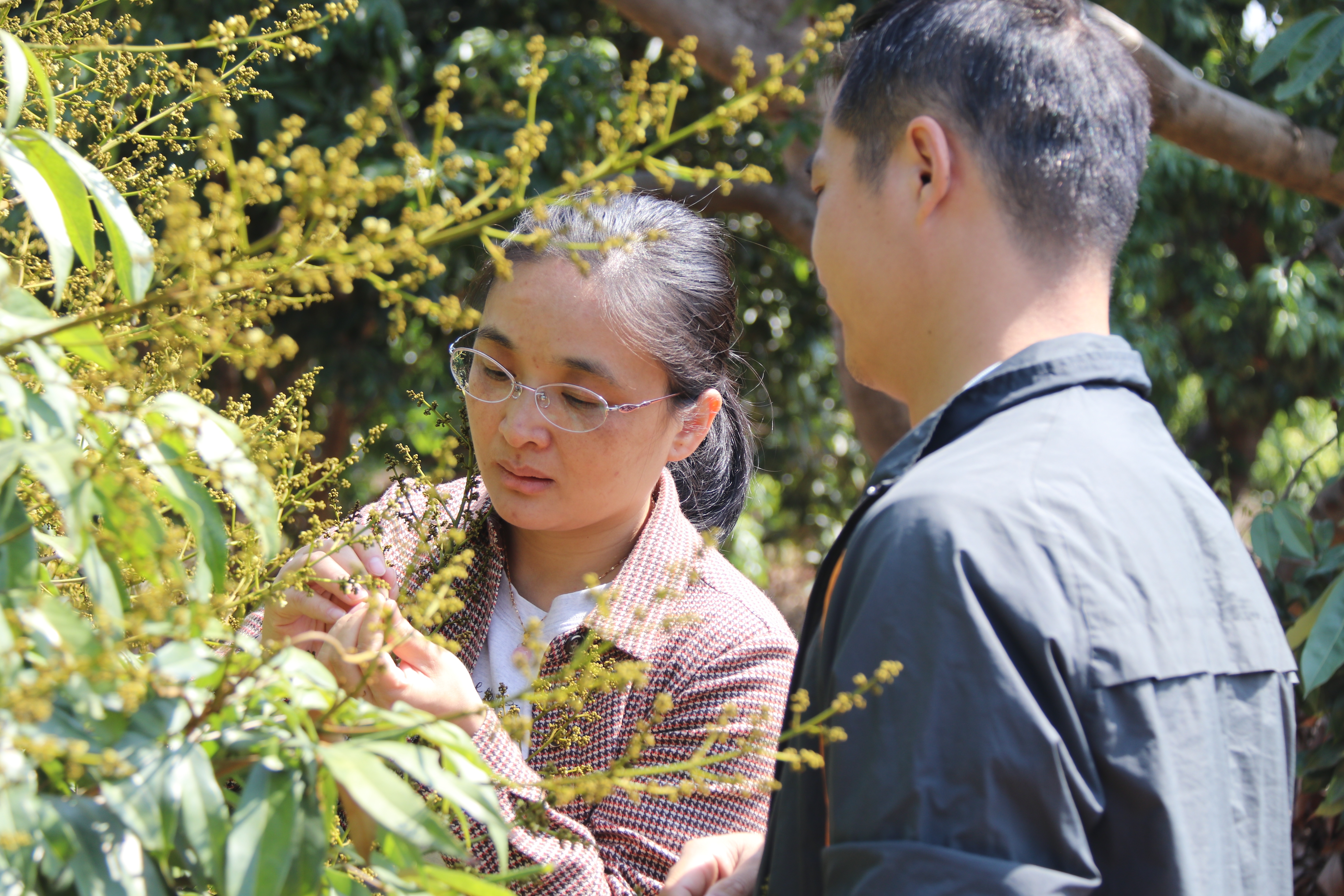 东莞荔枝种质资源圃的工作人员在查看荔枝成花情况。受访者供图 东莞荔枝种质资源圃的工作人员在查看荔枝成花情况。受访者供图