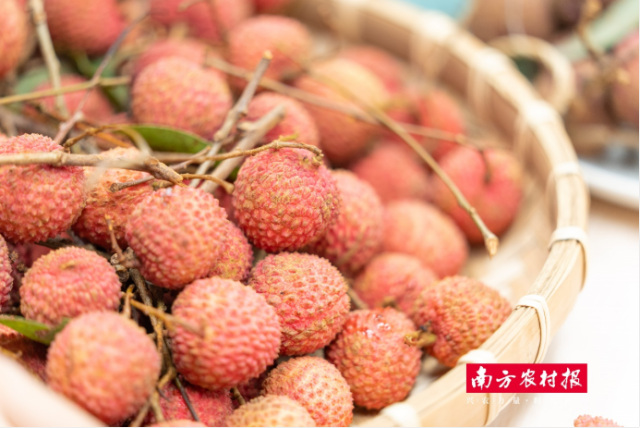 新鮮桂味荔枝，攝影：謝進(jìn)揚(yáng)