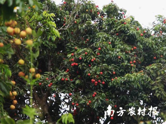 受訪者供圖