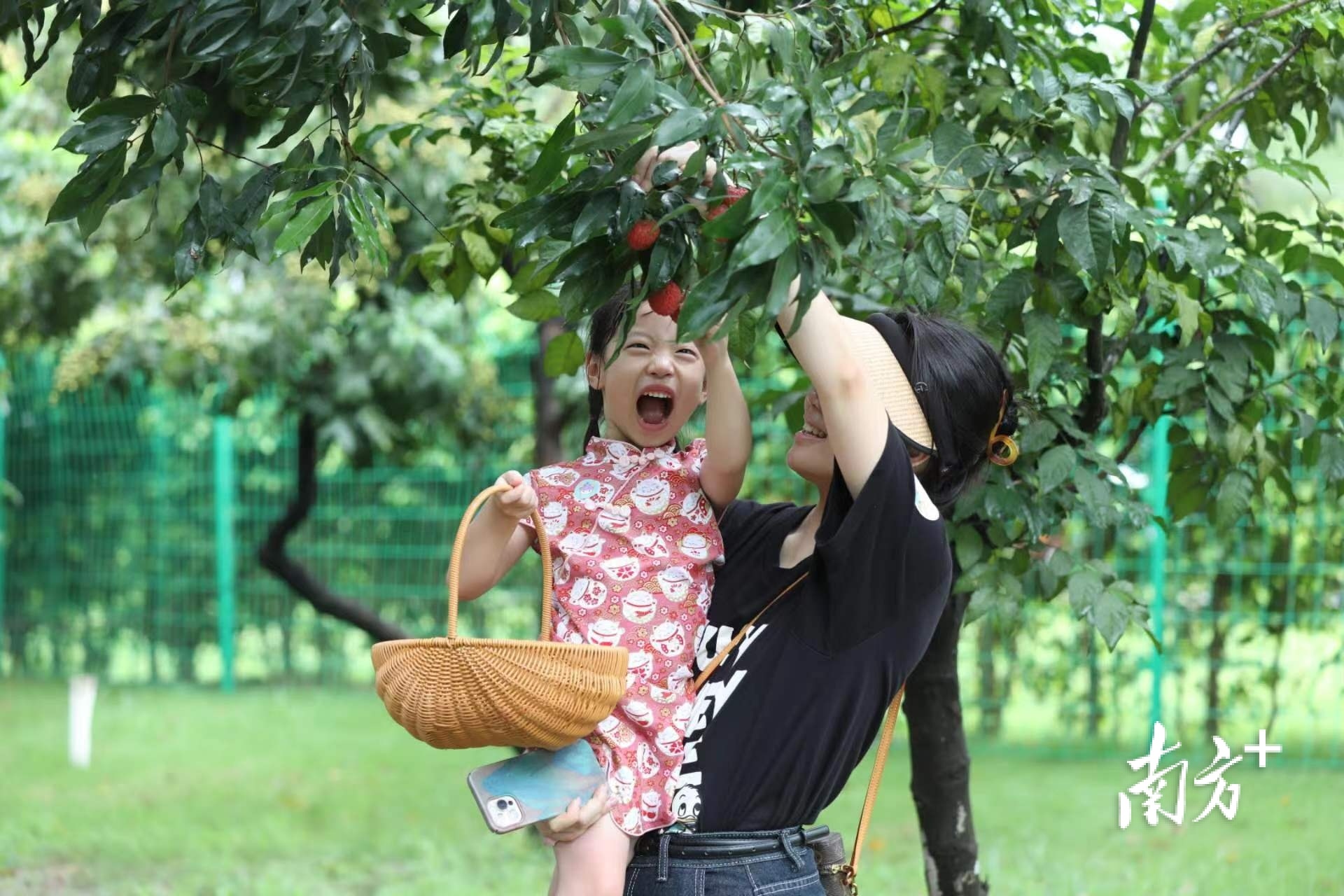 会同荔枝公园免费开放，市民游客体验采摘乐趣。