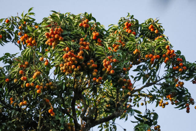 古荔园里的古树荔枝。