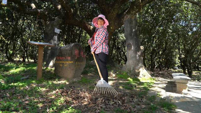 村民正在古荔园清扫落叶。