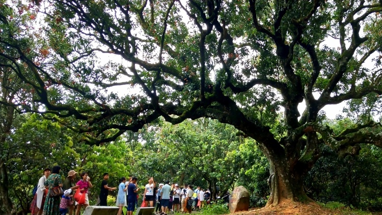 荔红柏桥村⑧ | 与荔枝相伴2300年，80亩古荔园是全村“宝地”