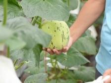 头雁引航雁阵鸣｜《南沙方案》一周年·党建深调研③