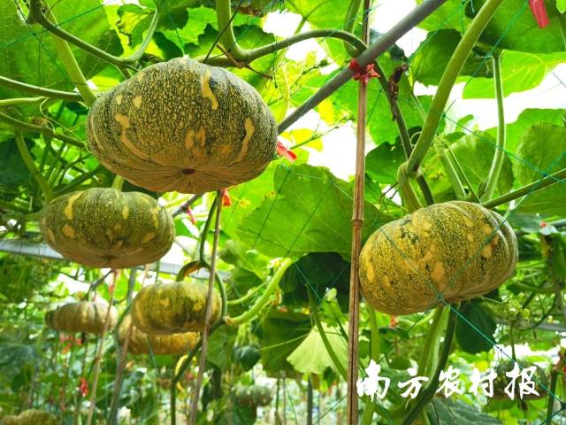 南方⁺ 黄少宏1 拍摄