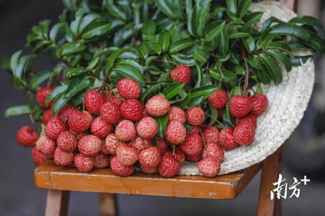 来源：中共惠来县委宣传部