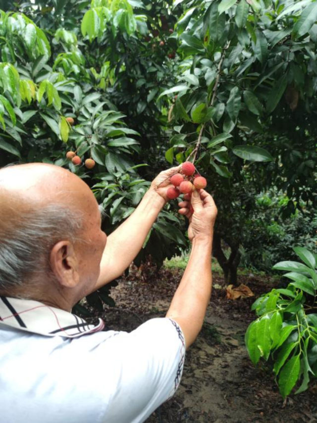 李寿华在果园里摘果