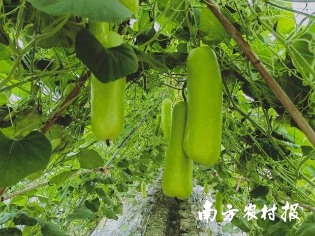 南方⁺ 黄少宏1 拍摄