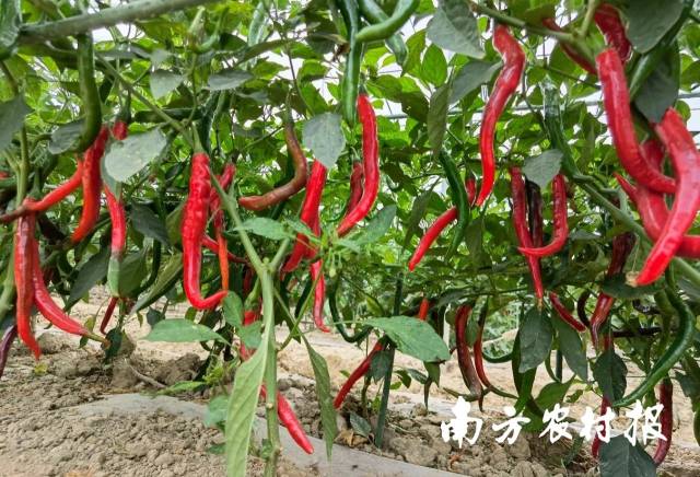 南方⁺ 黄少宏1 拍摄