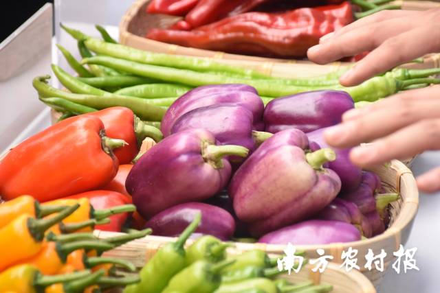 图右为紫色的甜椒。