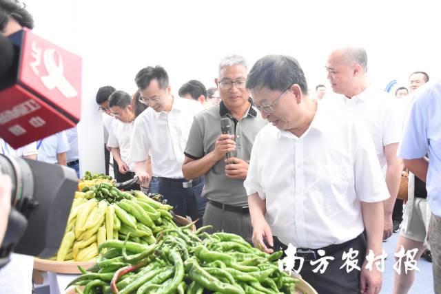 各式辣椒吸引眼球。