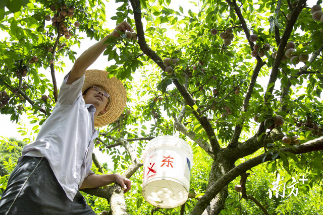  硕果累累采摘忙