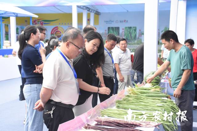豇豆是江西优势种业之一。