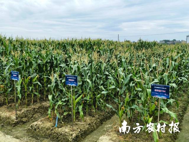 南方⁺ 黄少宏1 拍摄