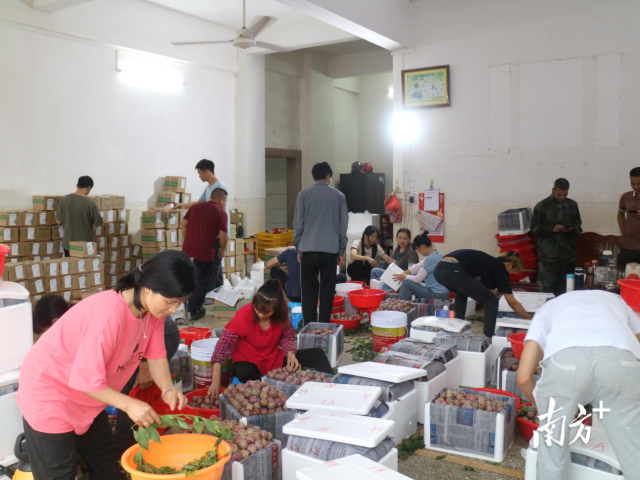  户户专业种李，家家参与营销，农家厅堂变“战场”