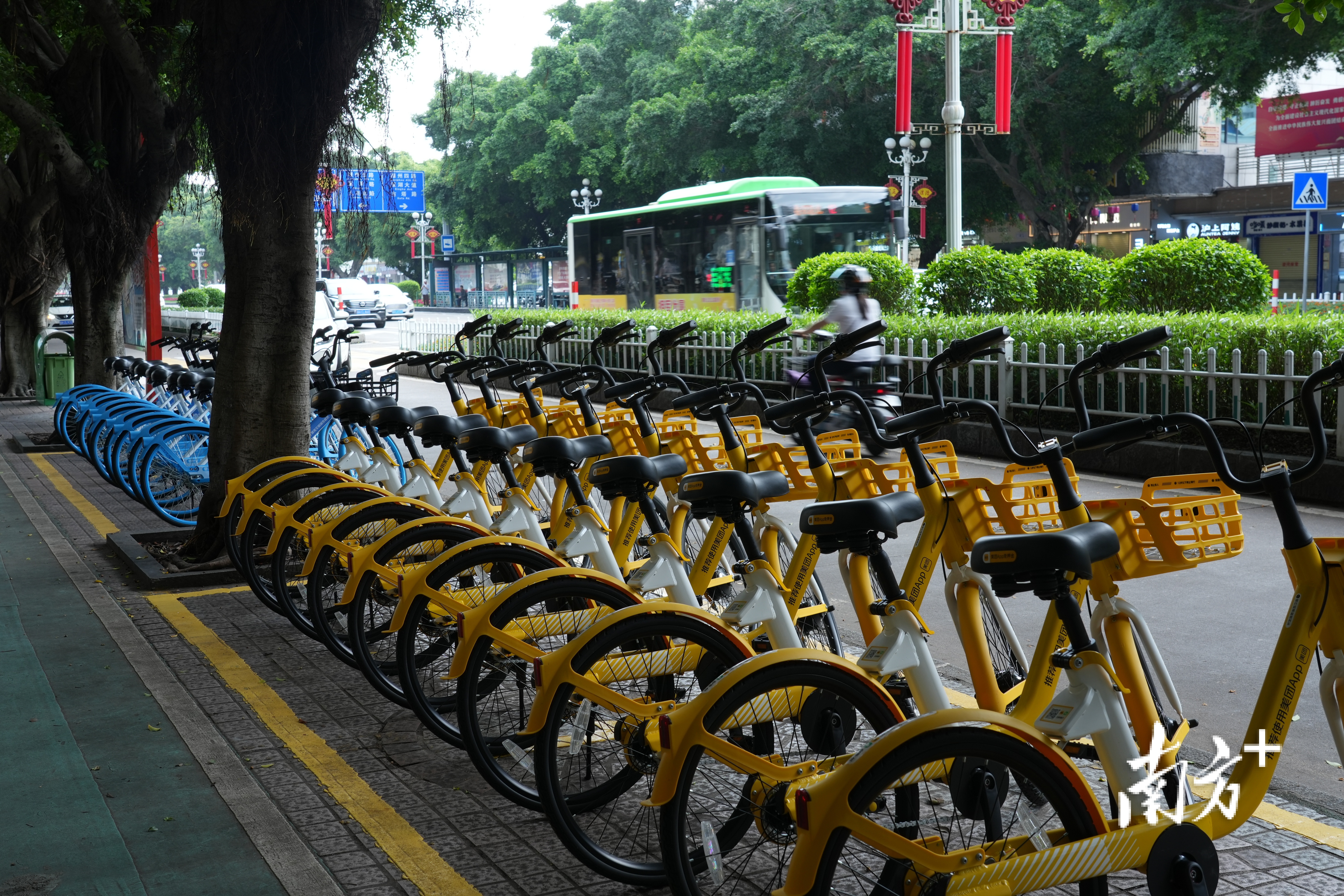 6月20日肇庆首批投放的共享单车。南方+记者 卢逸轩 摄  
