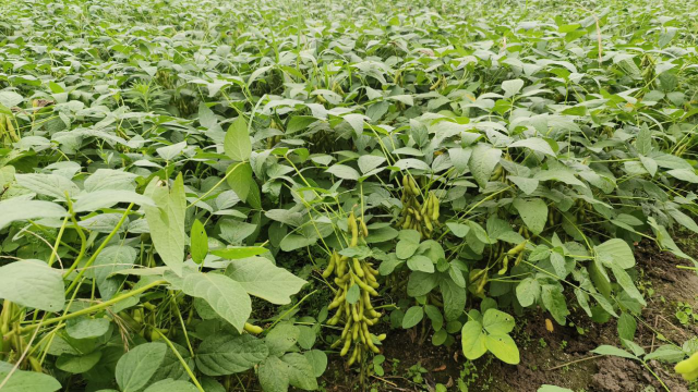 2023年国家大豆示范品种华春6号长势良好，抗逆性强，丰产稳产。