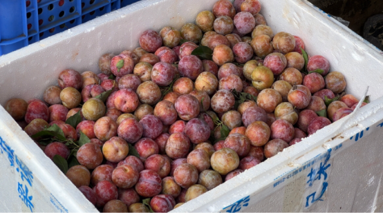 信宜钱排三华李