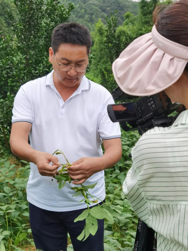程艳波现场展示黑潜蝇为害大豆茎秆并提出有效防治措施。