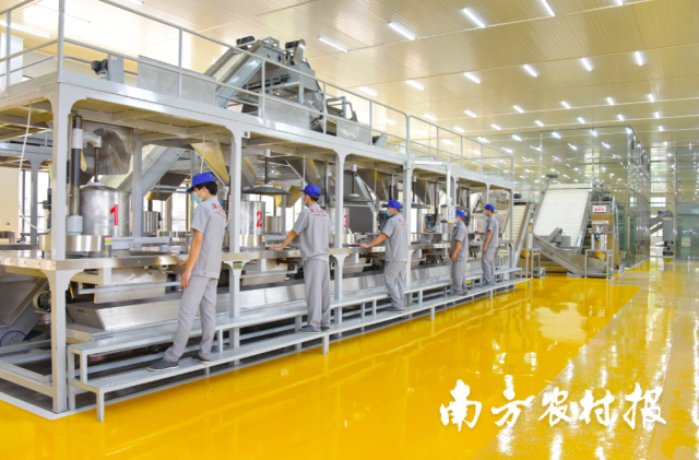 英德红茶智能化生产线