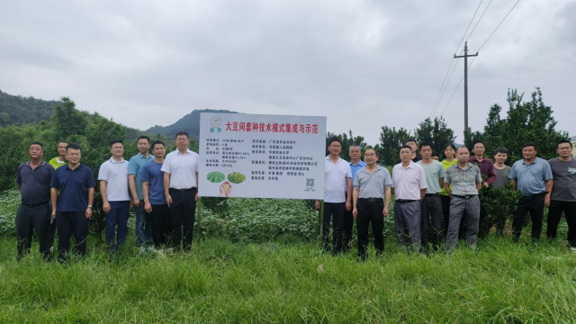 司前镇月武村果园套种华春6号大豆示范现场。