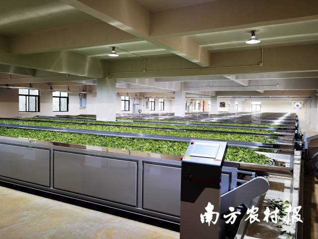 英德红茶自动化生产线