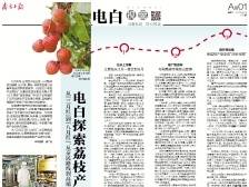 电白探索荔枝产业进阶之路 | 速览《南方日报·电白视窗》127期