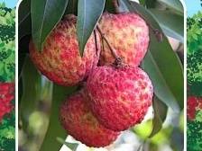 趣味投票｜眼“荔”大挑战！哪款大朗荔枝是你的“心头爱”？