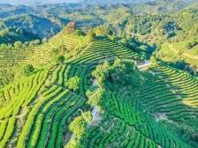 聚焦兴宁“百千万工程”|合水镇：绿美行动不停歇，党群合力换新颜