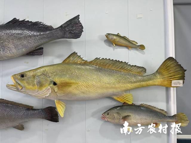 2022年,，鰉鯨公司率先成功繁育黃唇魚，為挽救這一極危物種做出貢獻